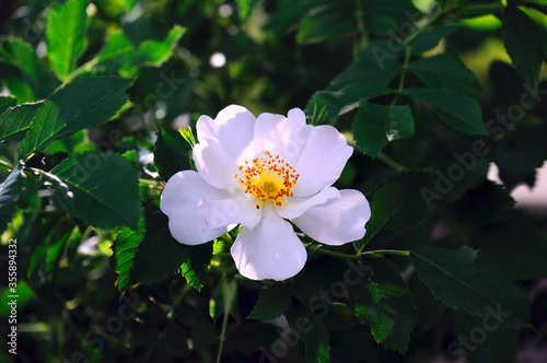 pink and white flower