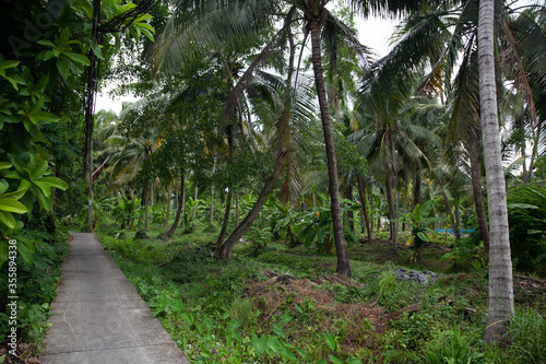 The pathway in the garden is full of coconut trees. 