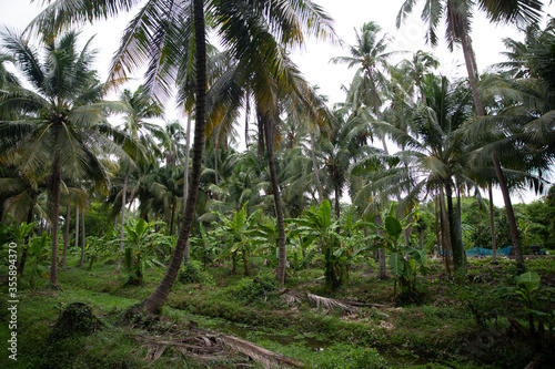 Wallpaper Mural The pathway in the garden is full of coconut trees.
 Torontodigital.ca