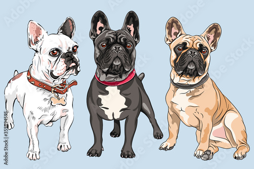 Vector set of white, fawn and black dogs French Bulldog breed, the most common colouring photo