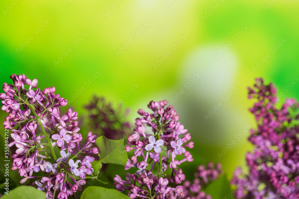 Fototapeta premium Branch of fresh lilac on a green background