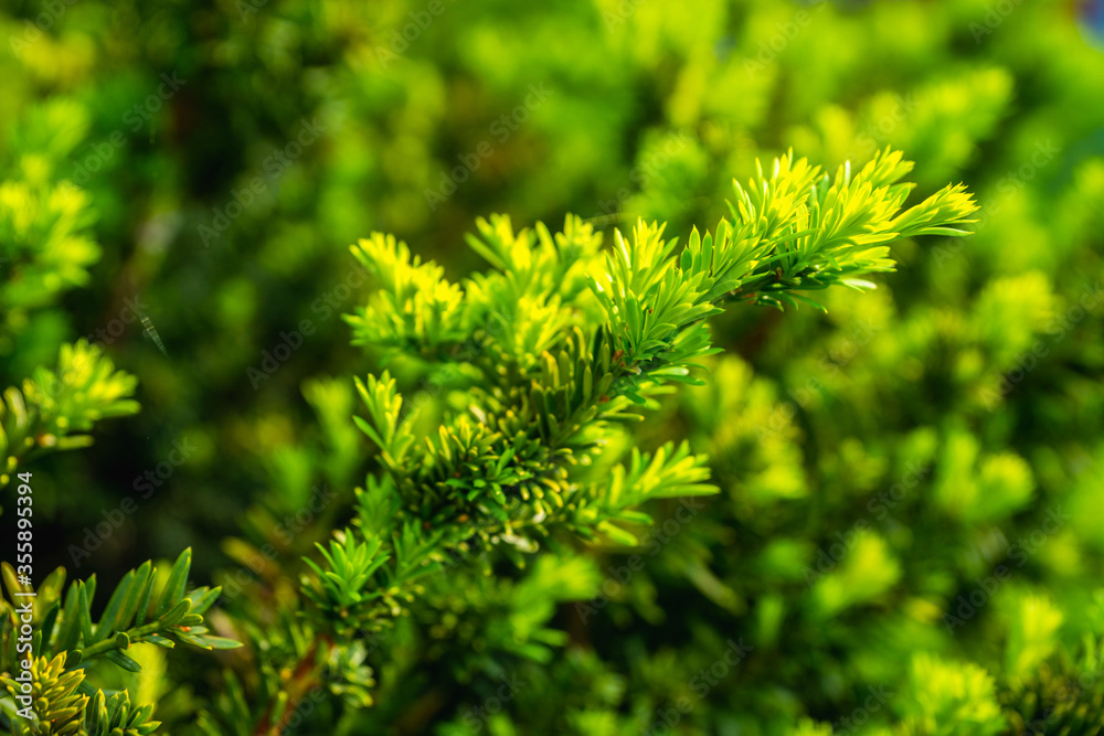 Taxus baccata (Yaw tree) bush in the garden. Selective focus. Taxus baccata (Yaw tree) bush in the garden. Selective focus.