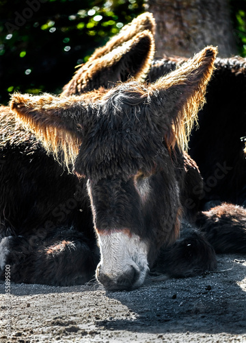 Poitou`s donkey
 photo