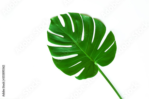 closeup beautiful Monstera leaf isolated on white background, Flat lay