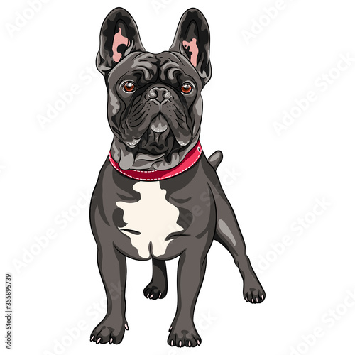 Vector black dog French Bulldog breed standing, the most common colouring