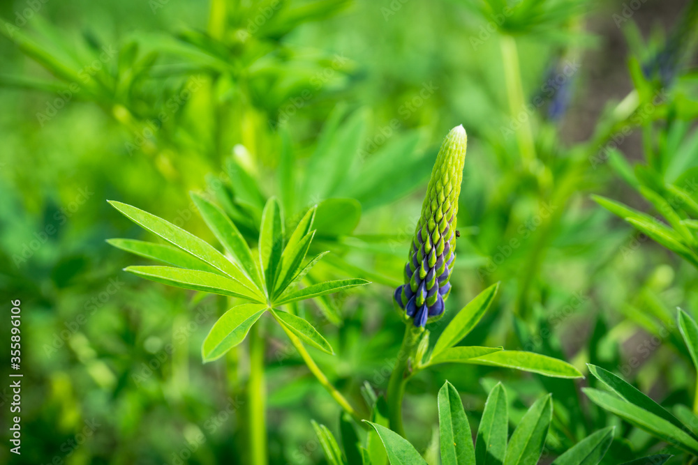 Lupine flowers different colors on the field. Selective focus.