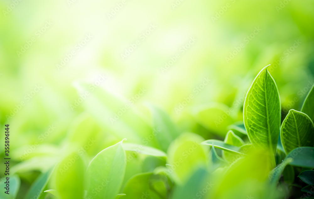 Closeup beautiful view of nature green leaves on blurred greenery tree background with sunlight in public garden park. It is landscape ecology and copy space for wallpaper and backdrop. Closeup beautiful view of nature green leaves on blurred greenery tree background with sunlight in public garden park. It is landscape ecology and copy space for wallpaper and backdrop.