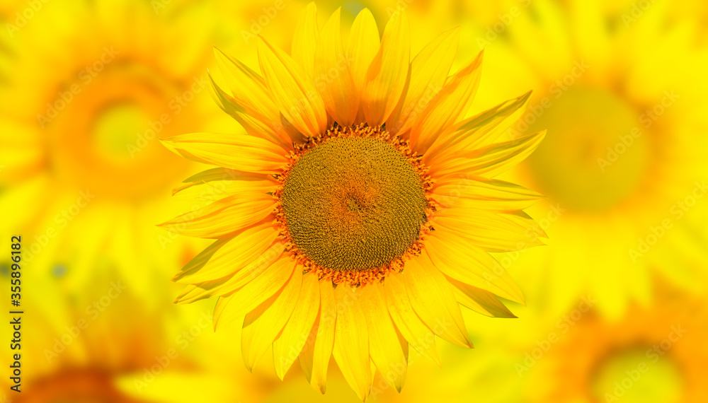 Field of blooming sunflowers at sunset