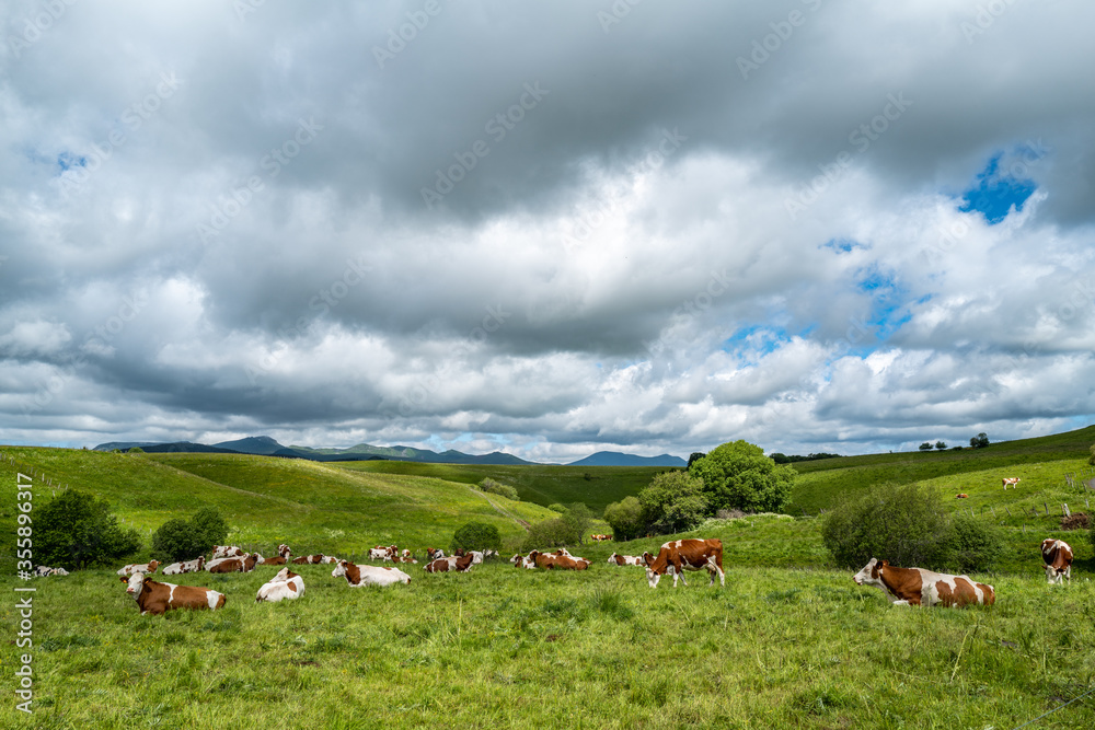 troupeau de vaches en Auvergne 3