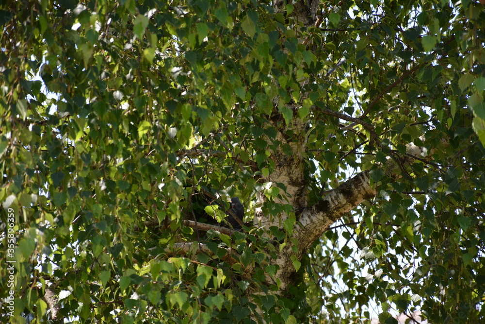 Nature - Observer le pigeon couver Nature - Observer le pigeon couver