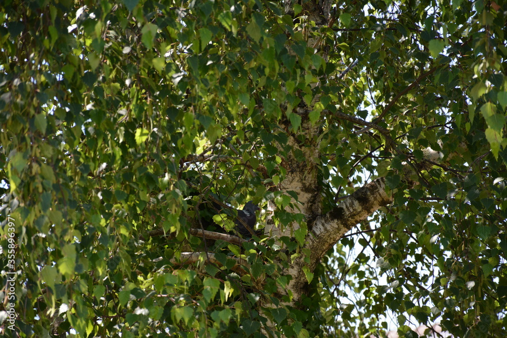 Nature - Le pigeon couve Nature - Le pigeon couve