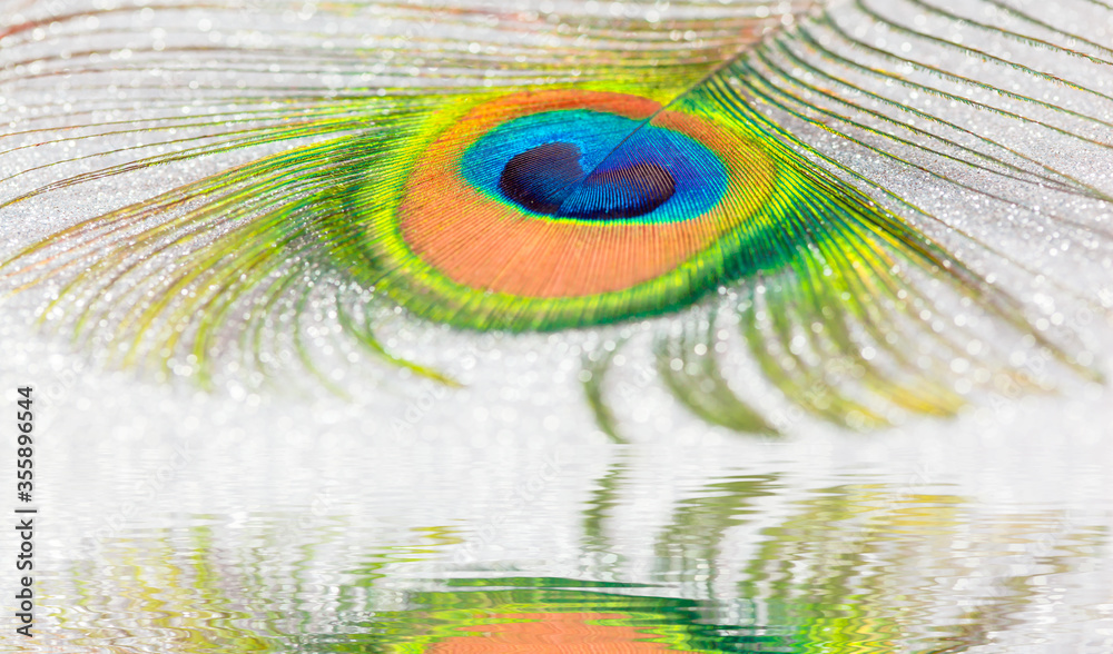 Fototapeta premium Peacock feather with reflection on water