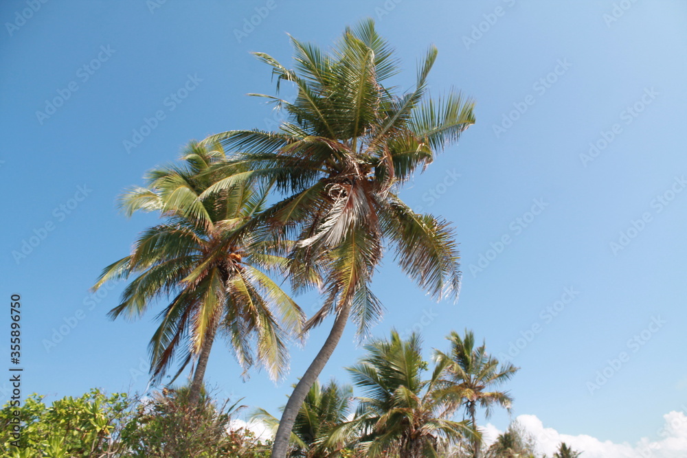 Palm trees on a paradise island. Amazing Maldives.