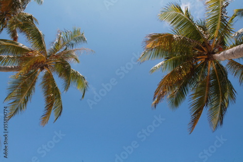 Palm trees on a paradise island. Amazing Maldives.