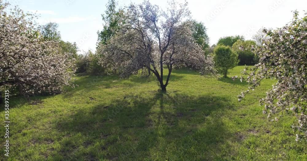 Blooming tree seen from above. Apple tree. Aerial footage. Blooming tree seen from above. Apple tree. Aerial footage.