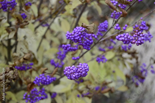 Closeup Callicarpa Giraldii known as beautyberry with blurred background in fall garden photo