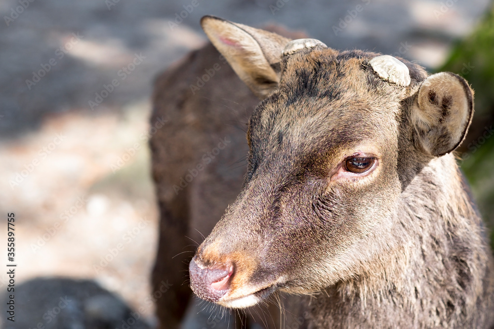 Close-up of a deer head