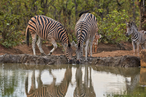 A herd of zebras drinking at the waterhole