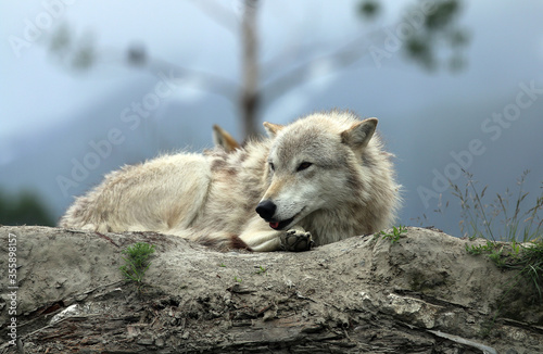 Wolf at Alaska Wildlife Conservation Center