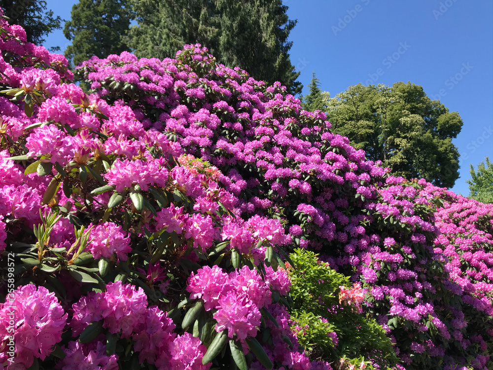 Sea of blooming Rhododendron on flower island Mainau, Lake Constance, Germany