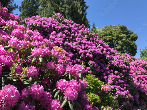 Sea of blooming Rhododendron on flower island Mainau  Lake Constance  Germany
