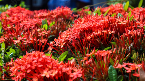 Small red flower.