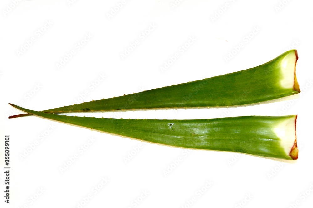 Foglie aloe Foglie aloe