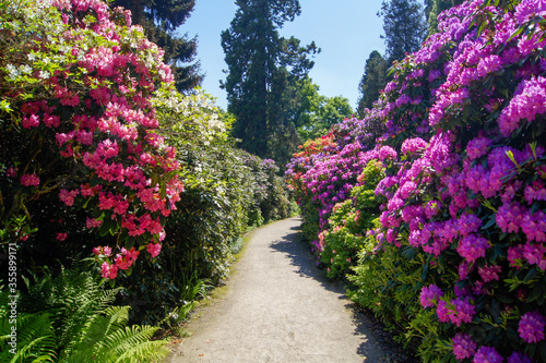 Path between Rhododendron blooming bushes on flower island Mainau, Lake Constance, Germany