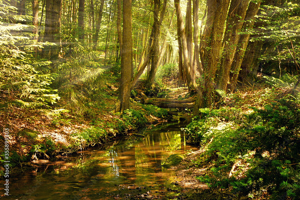 Obraz premium Bachlauf im Wald mit Sonnenstrahlen