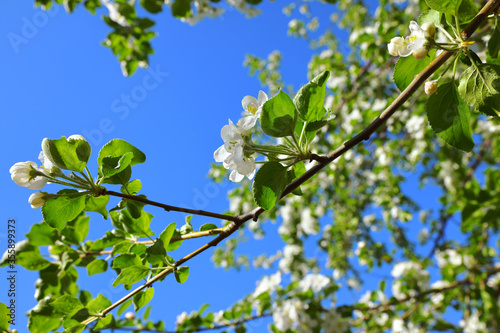Blooming apple tree on a background of blue sky close-up.