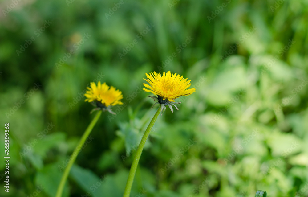 Wild spring flowers. Yellow dandelions. Wild spring flowers. Yellow dandelions.