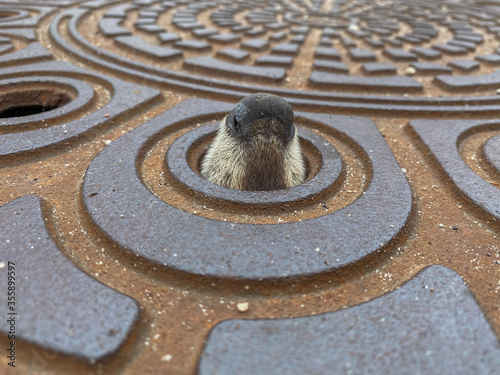 Waschbär in Gullideckel Schacht Schatdeckel gefangen - Gefangenes Tier 