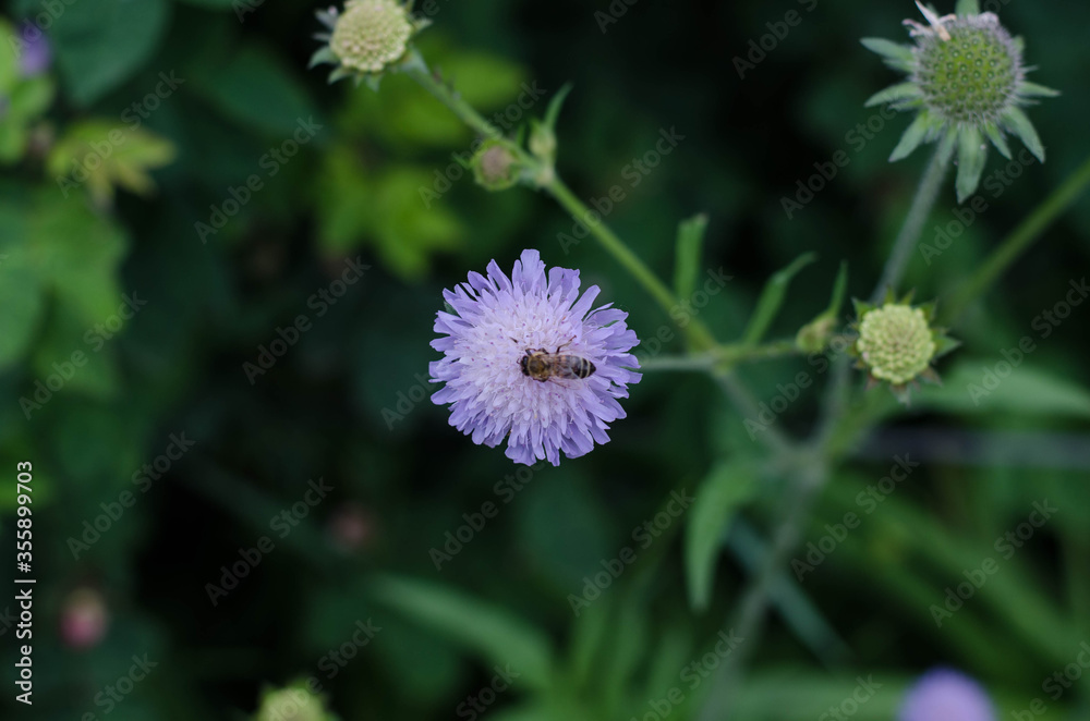 Wild spring flowers. Purple flowers. A bee is sitting on a flower.