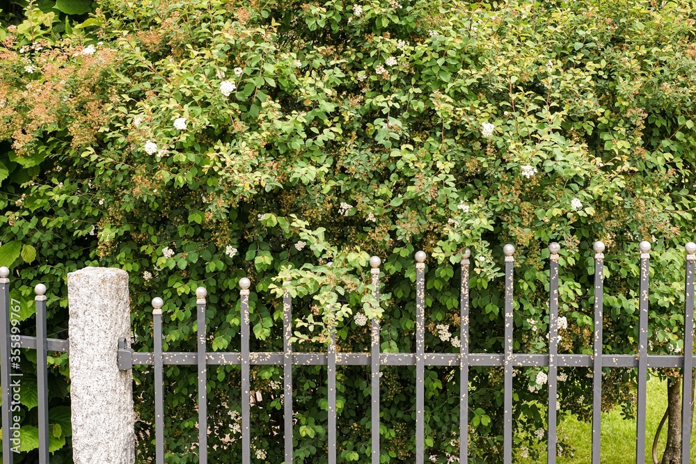 white fence in the garden