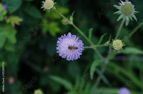 Wild spring flowers. Purple flowers. A bee is sitting on a flower.