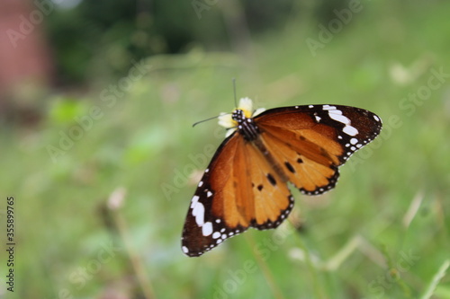 butterfly on a flower © Pradeep