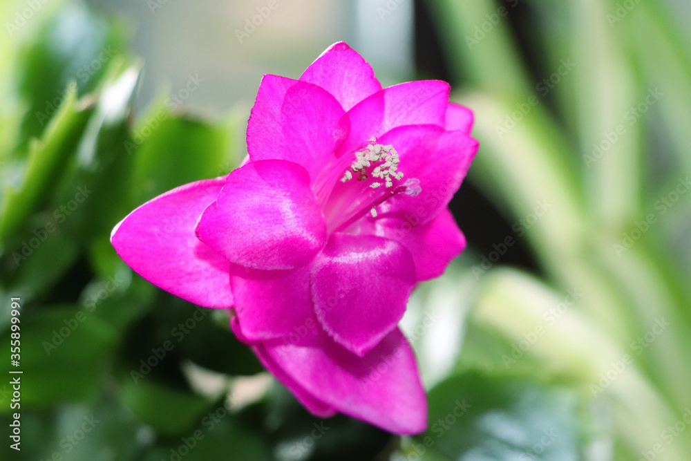 Purple flowers of Schlumbergera. House plant. Christmas cactus. House flower