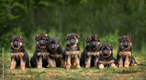 Photos group of seven german shepherd puppies posing outdoors in summer