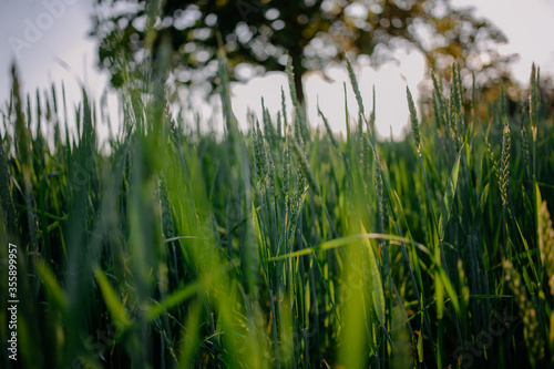 Green meadow under blue sky at sunset