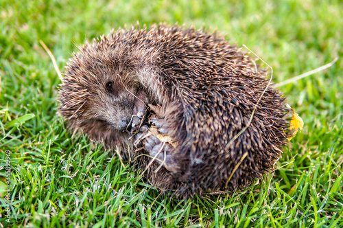 Funny hedgehog on green grass