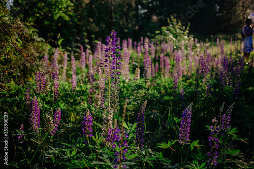 blooming purple lupins in the field against the background of the forest and blue sky on a sunny summer day