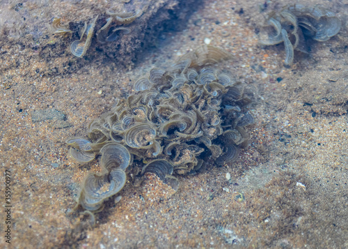 water plants on the beach