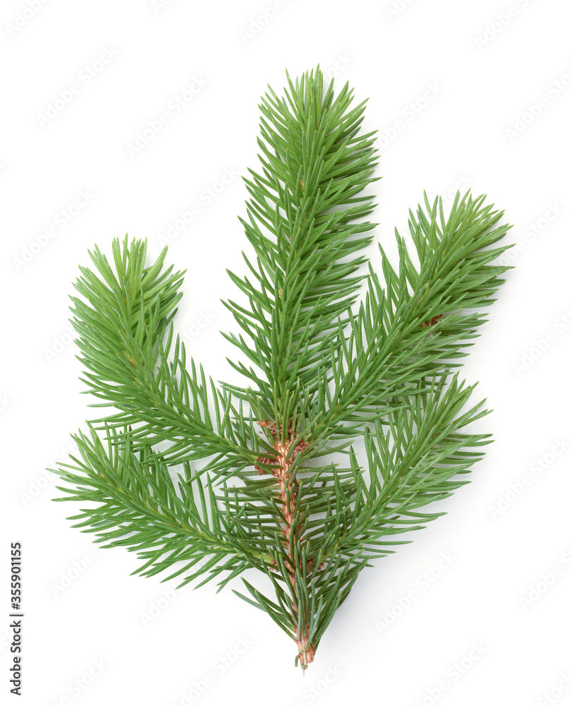 Fresh fir branch isolated on white. Fresh fir branch isolated on white.