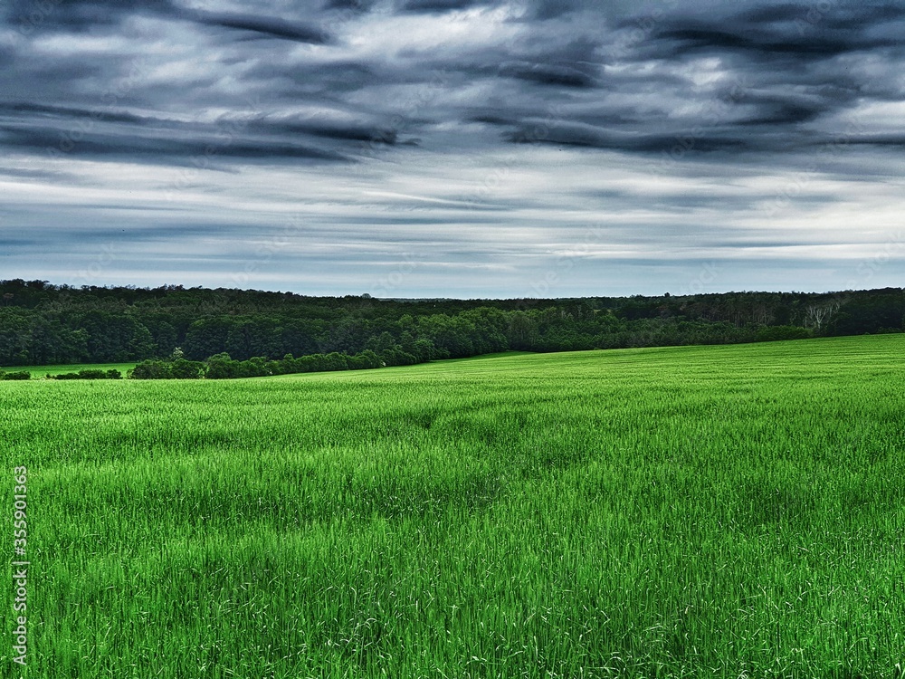 Obraz premium green field and blue sky