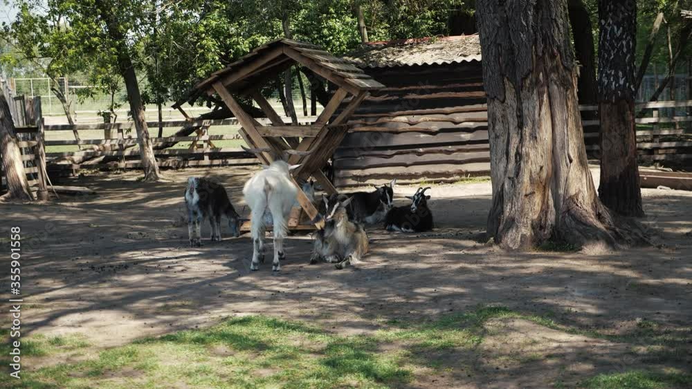 Goats flock on the farm. Slow morion shot Goats flock on the farm. Slow morion shot