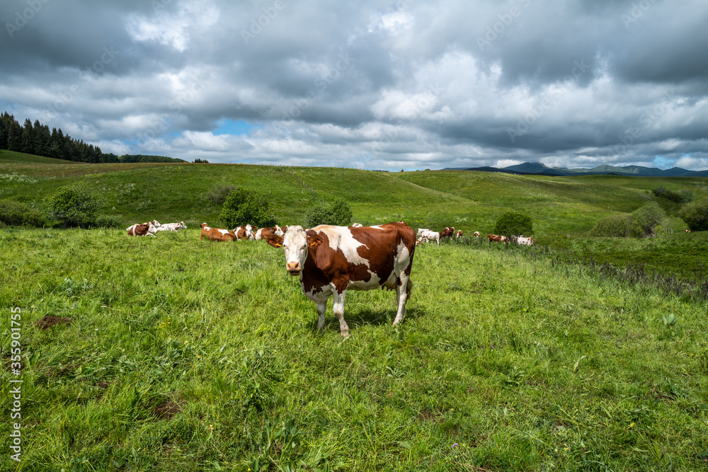 troupeau de vaches en Auvergne 1