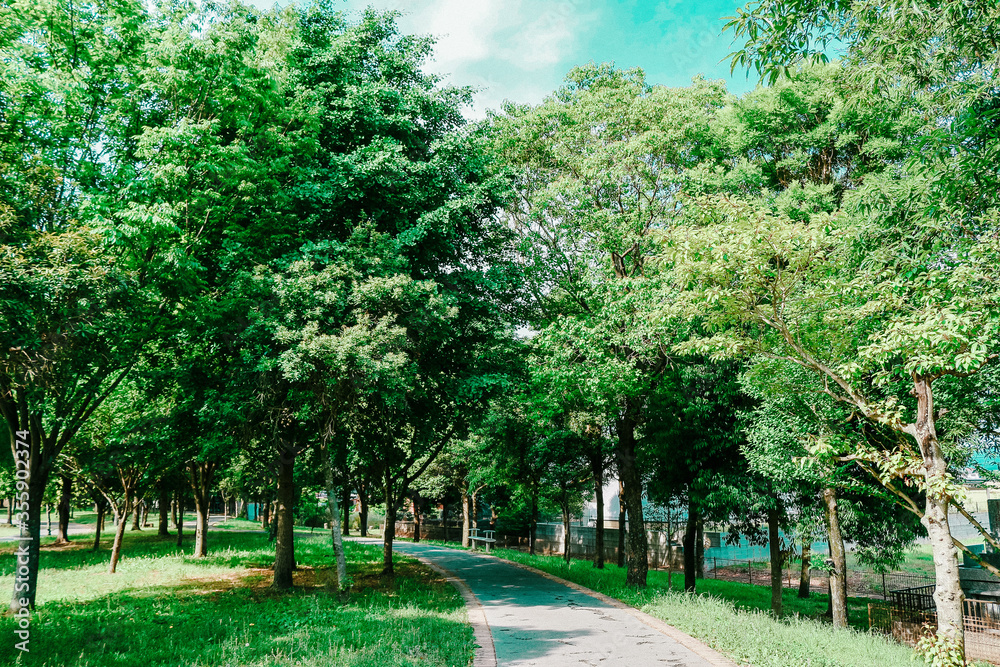 trees in the park trees in the park