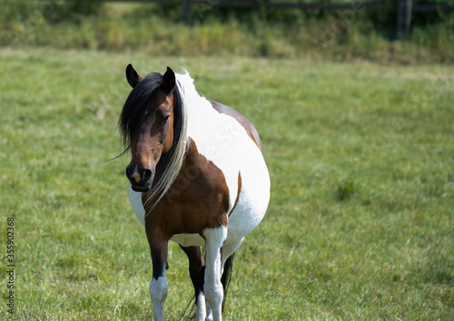 Braun weißes Pferd auf der Weide