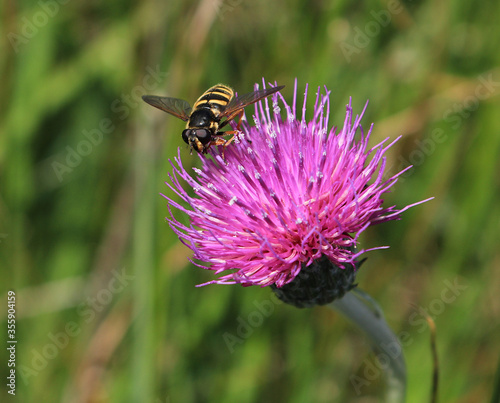 A bog Hoverfly. Scientific name Sericomyia silentis. Collecting nectar from a Meadow Thistle, botanical name Cirsium dissectum. 