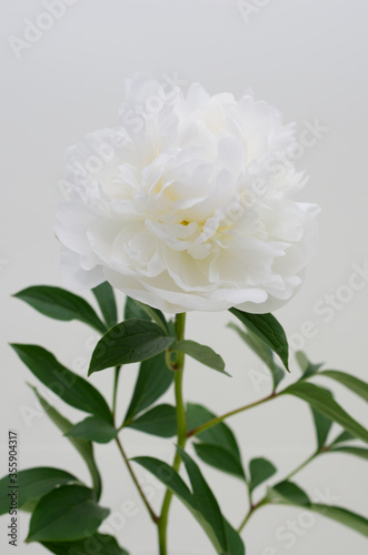 芍薬